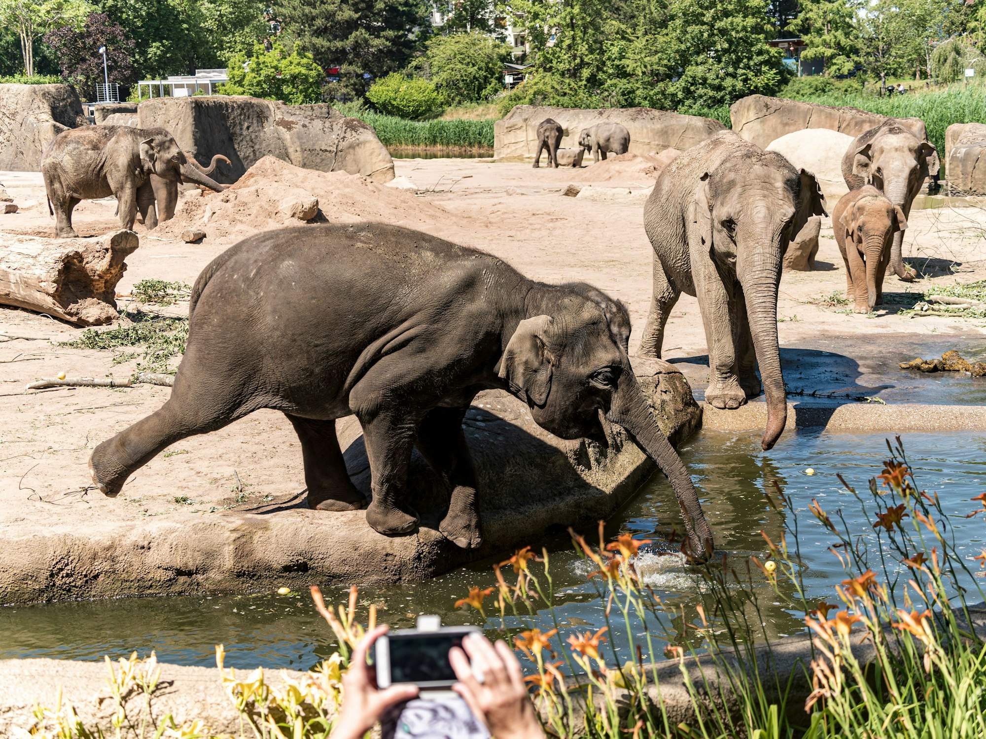 Die Herde der Elefanten im Kölner Zoo spielt auf dem Gelände.
