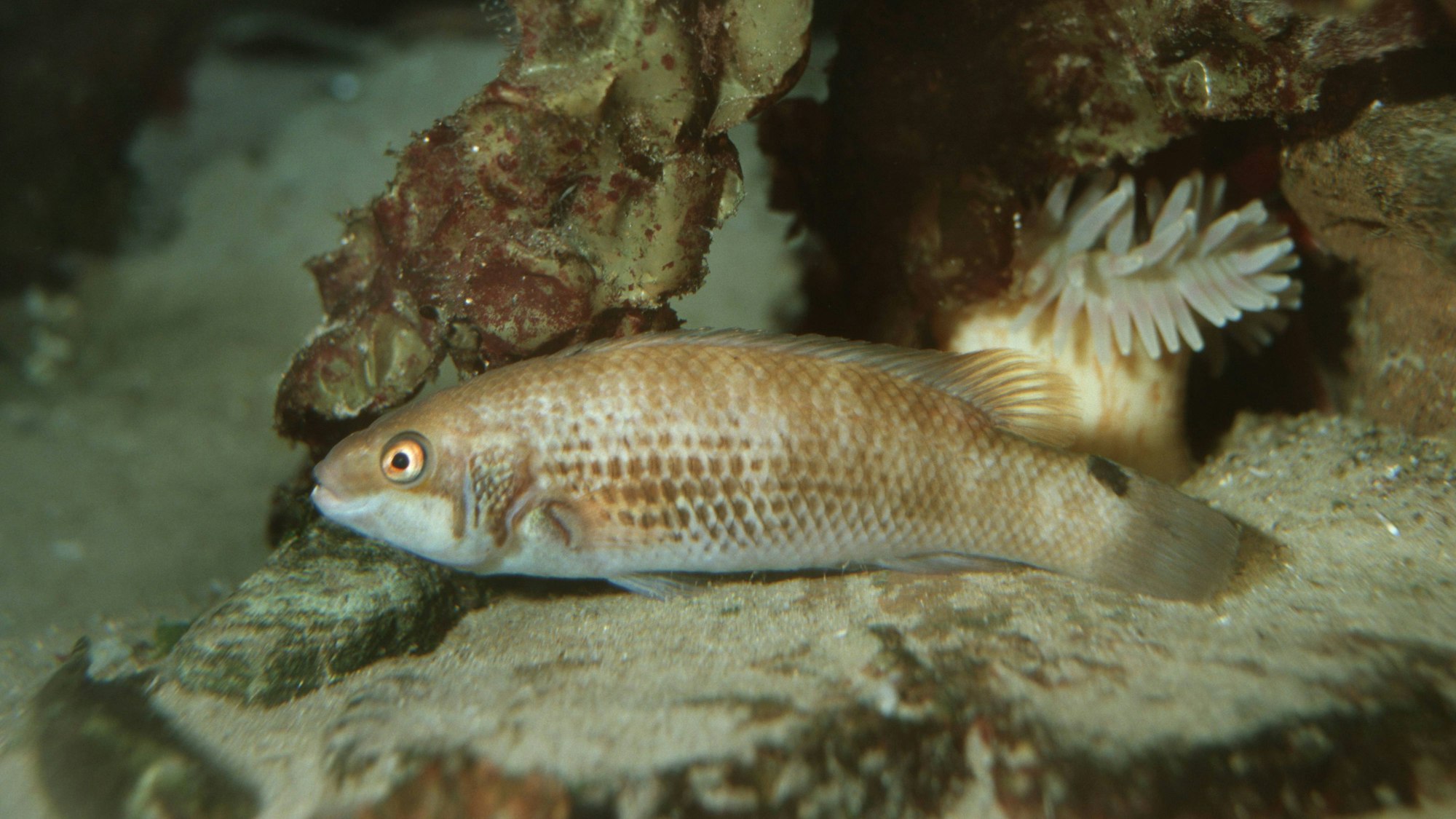 Ein Fisch aus der Familie der Scheibenbäuche am Meeresgrund. Das Tier, das in mehreren 1000 Metern Tiefe lebt, versteckt sich zwischen Korallen. (Symbolbild)