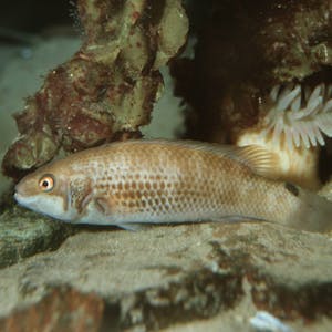 Ein Fisch aus der Familie der Scheibenbäuche am Meeresgrund. Das Tier, das in mehreren 1000 Metern Tiefe lebt, versteckt sich zwischen Korallen. (Symbolbild)