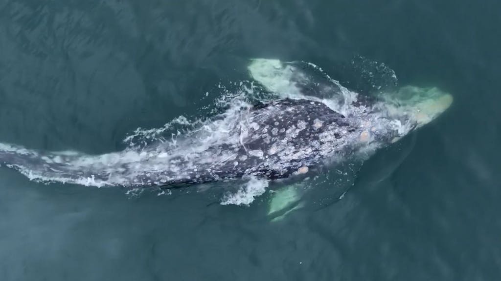 Vor der Küste Kaliforniens wurde nun ein echter „Wunder-Wal“ gesichtet.