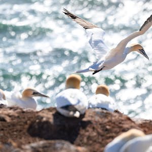 Ein Basstölpel startet seinen Flug an einem Felsen in Helgoland über der Nordsee. Naturschützer blicken wegen der Vogelgrippe mit Sorge auf die bevorstehende Brutsaison im Wattenmeer.
