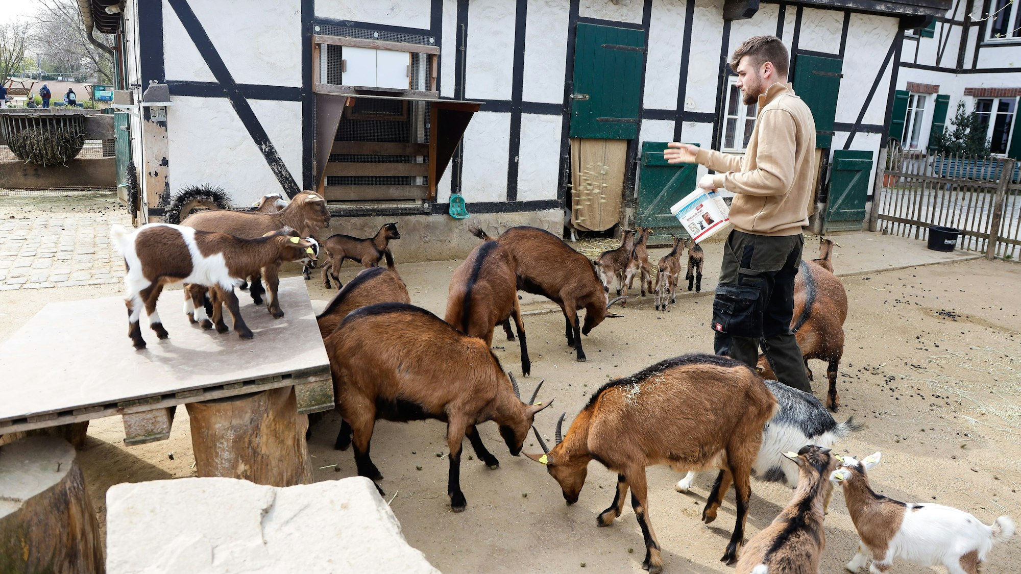 Im April gab es Nachwuchs bei den Ziegen von Hennes IX im Kölner Zoo.