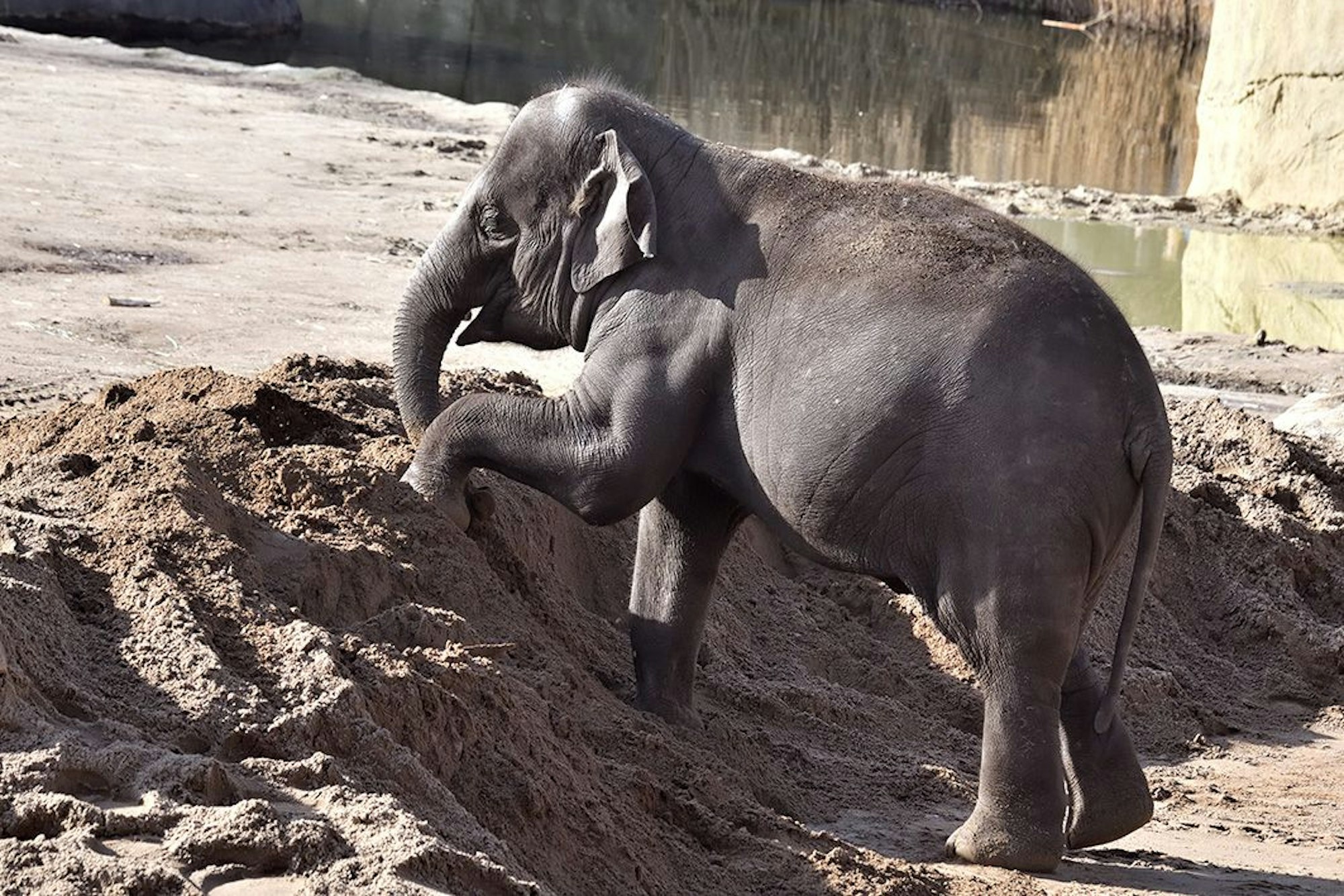 Elefantenkuh „Bindi“ im Kölner Zoo