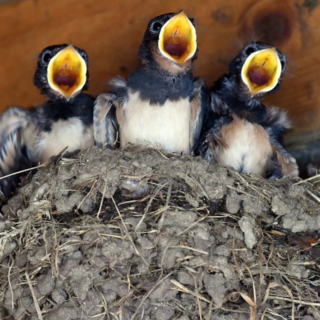 Junge Schwalben mit weit aufgerissenen Schnäbeln im Nest