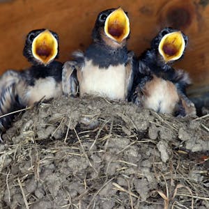 Junge Schwalben mit weit aufgerissenen Schnäbeln im Nest