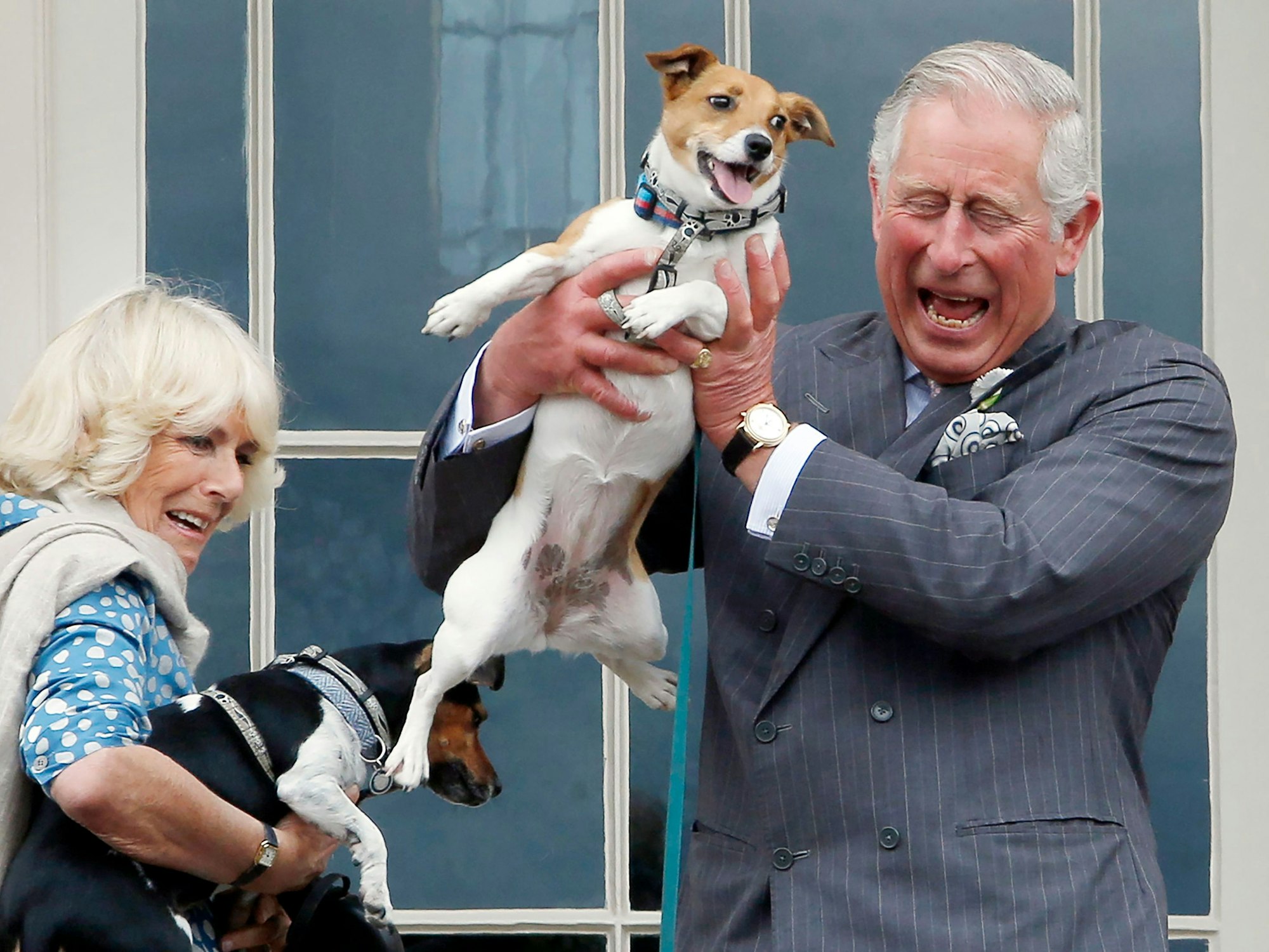 König Charles III. und Queen Camilla mit ihren Jack Russell Terrier-Damen Beth und Bluebell