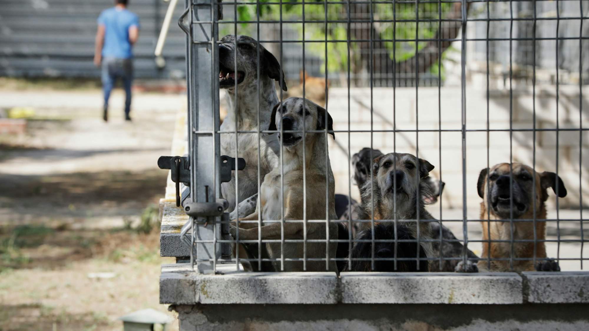 Mehrere ausgesetzte Hunde stehen in einem Gehege eines Tierheims in Madrid.