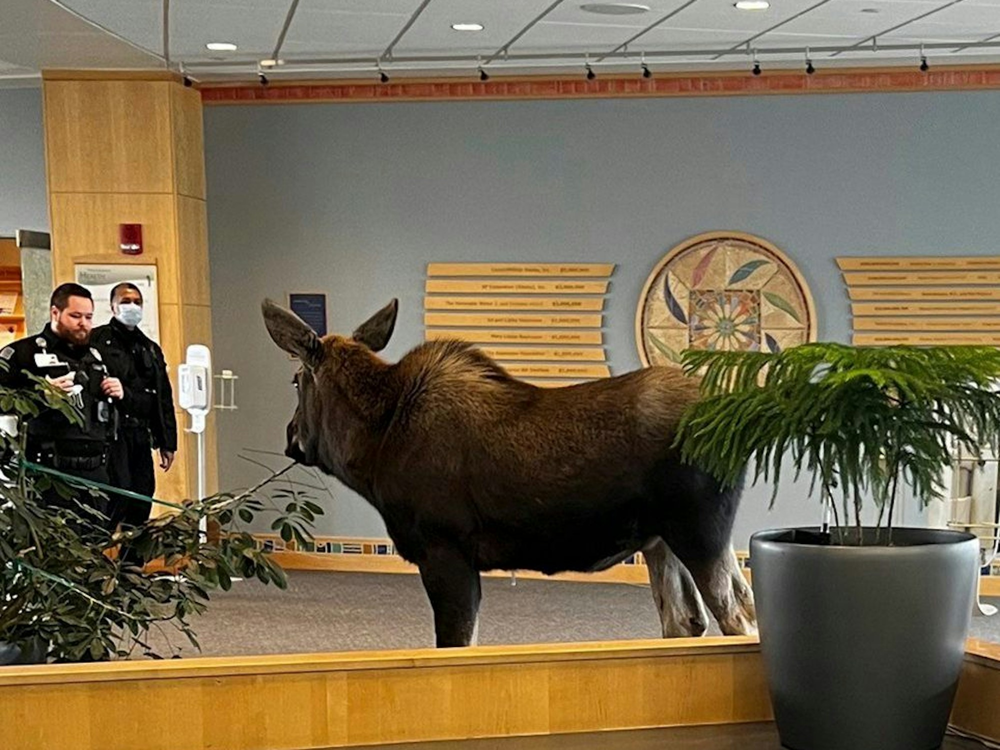 Hier zu sehen, ein junger Elch in der Eingangshalle des Krankenhauses in der Stadt Anchorage in Alaska.