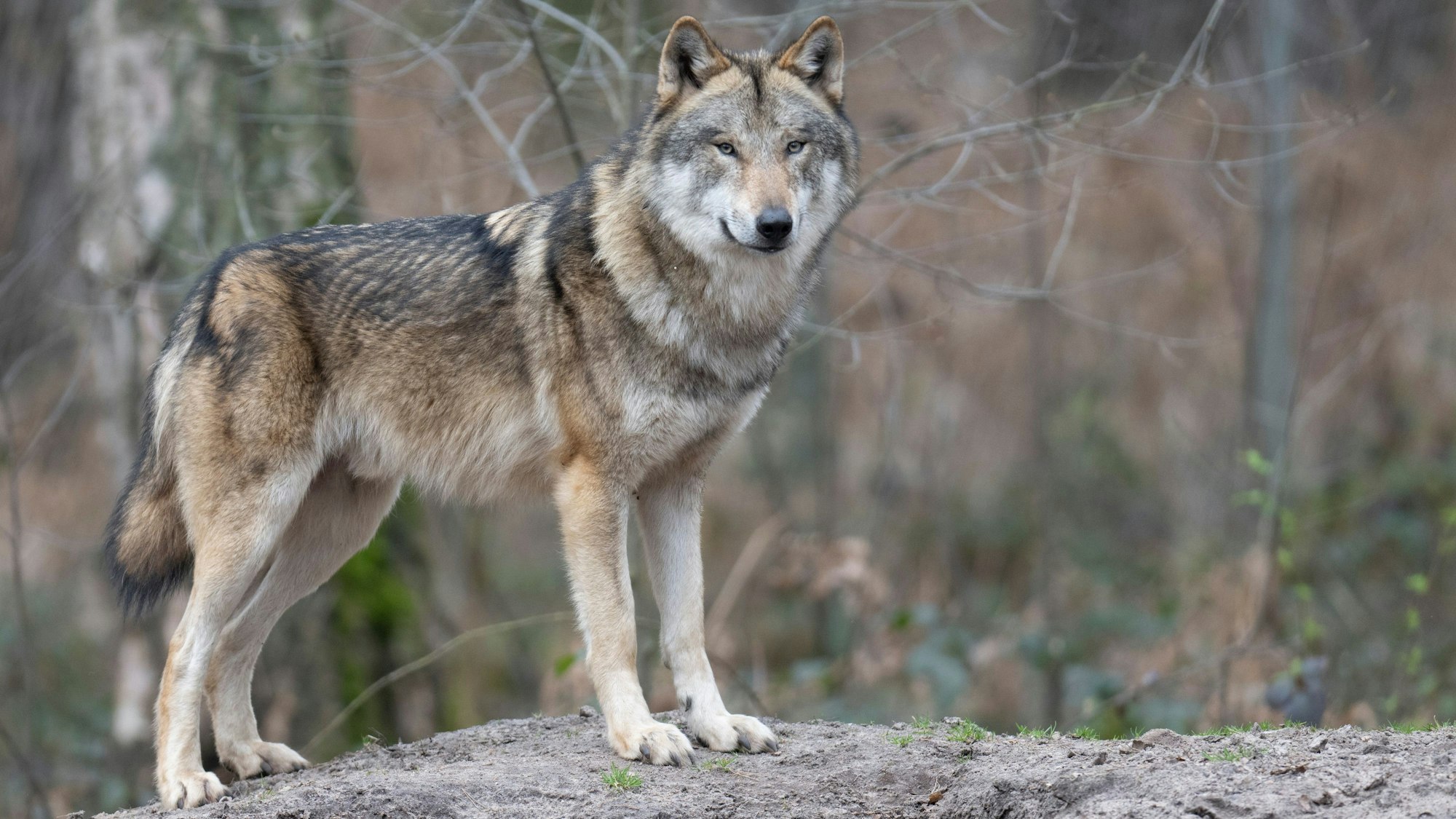 Ein Wolf steht in seinem Gehege im Tierpark. Im niedersächsischen Gifhorn ist ein abgetrennter Wolfskopf vor einem Nabu-Artenschutzzentrum abgelegt worden. (Symbolbild)