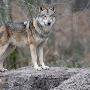 Ein Wolf steht in seinem Gehege im Tierpark.
