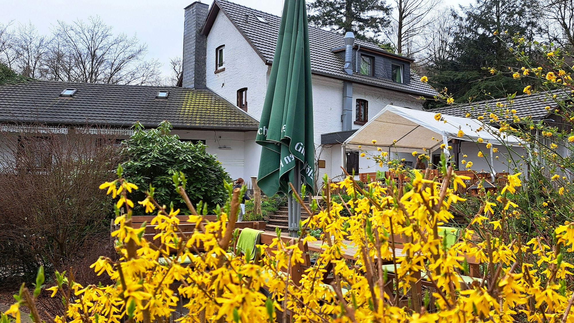 Vor dem Naturfreundehaus Hardt mit Außengastronomiegelände blühen Forsythien.