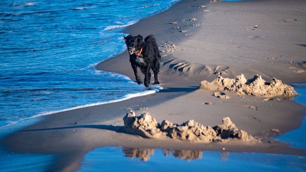 Hier zu sehen, ein schwarzer Hund läuft über den Strand auf der Insel Usedom.
