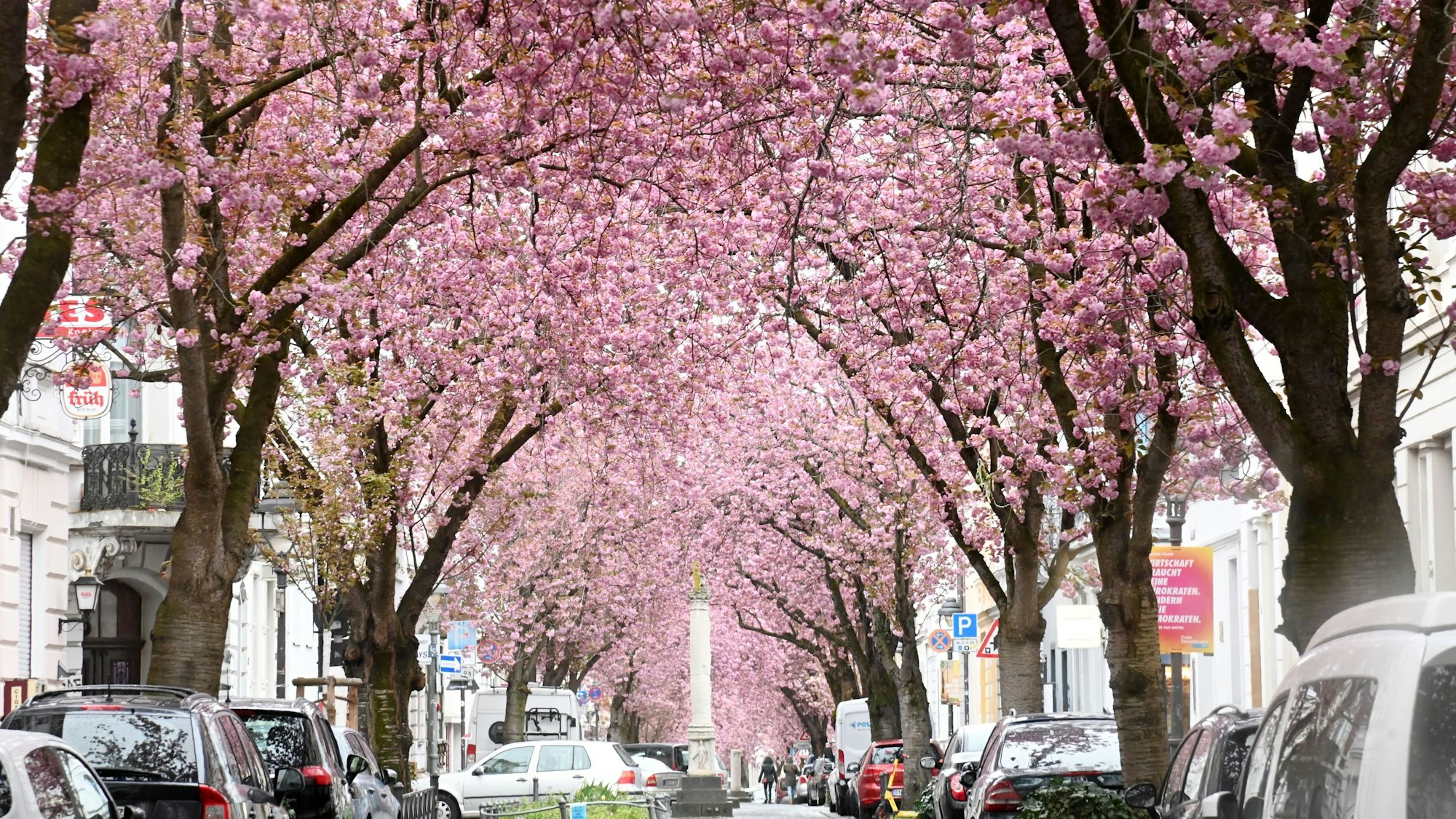 Kirschblüte auf der Heerstraße in Bonn