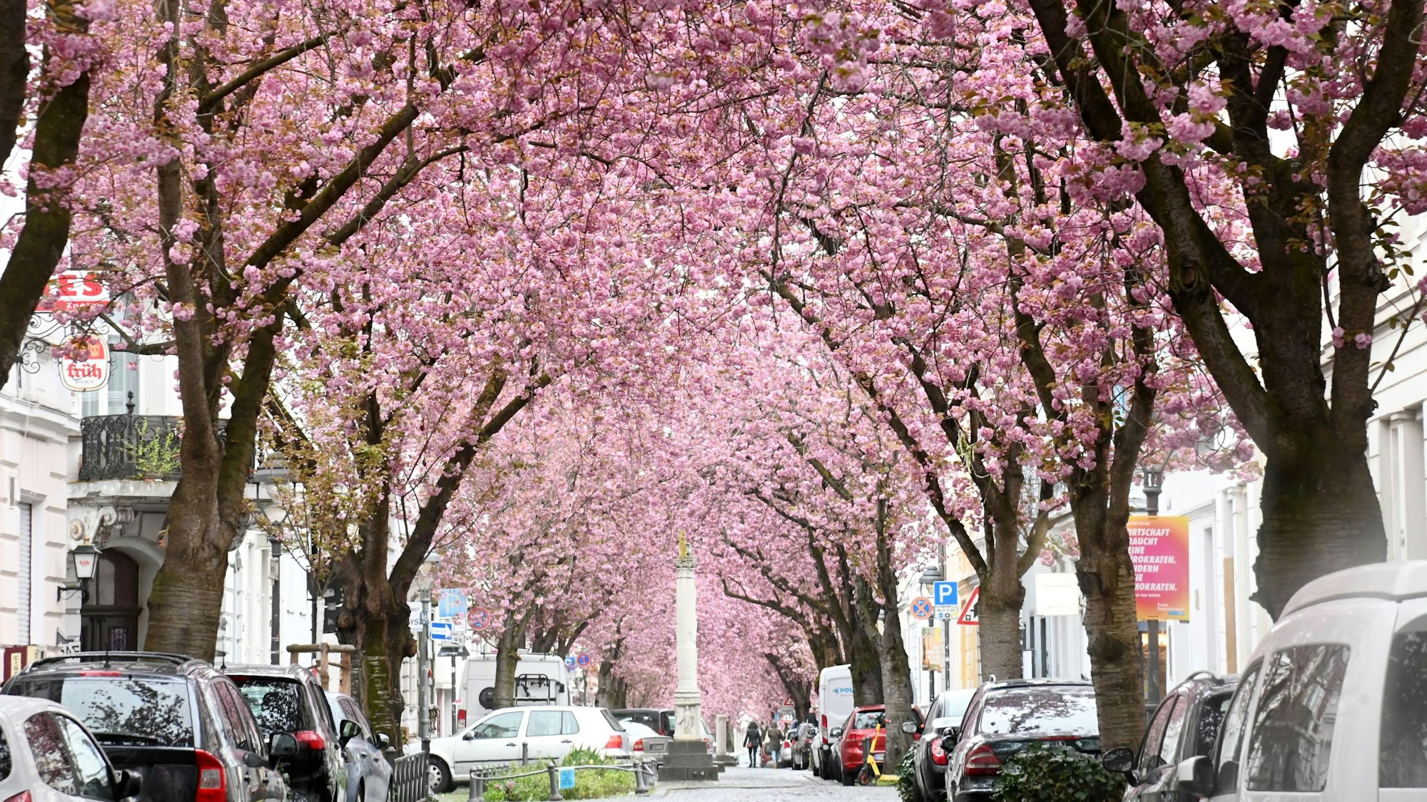 Kirschblüte auf der Heerstraße in Bonn.