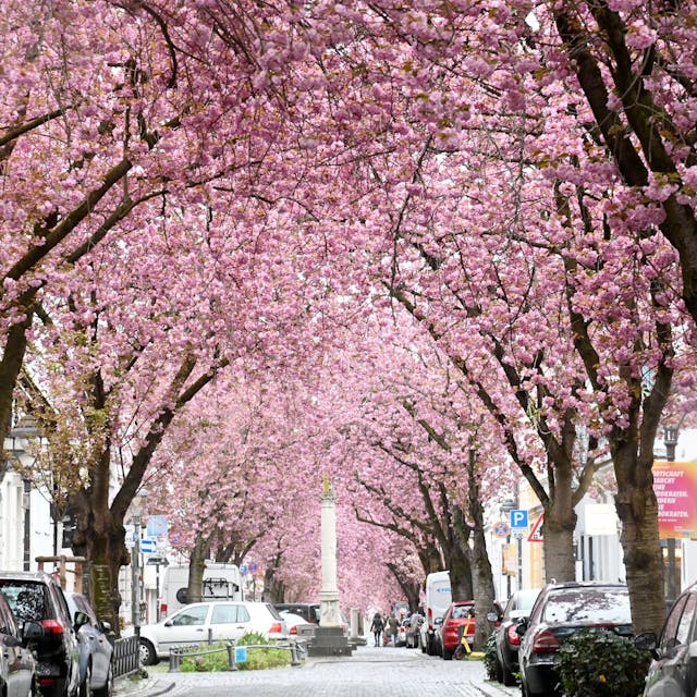 Kirschblüte auf der Heerstraße in Bonn