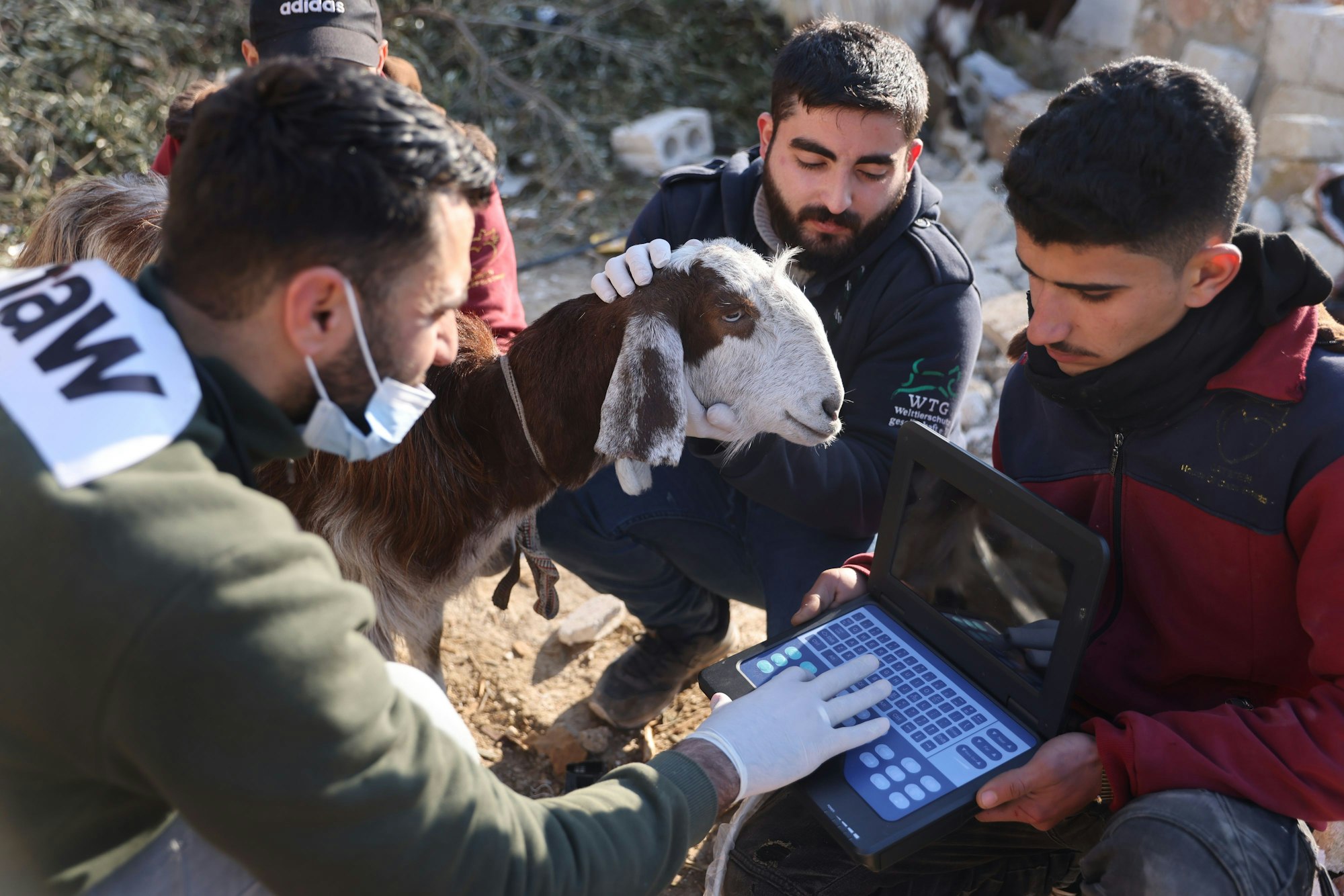 Mitarbeiter von Ernestos Cat Sanctutary betreuen ein Schaf, das die Organisation in den Trümmern eines Hauses gefunden hat.