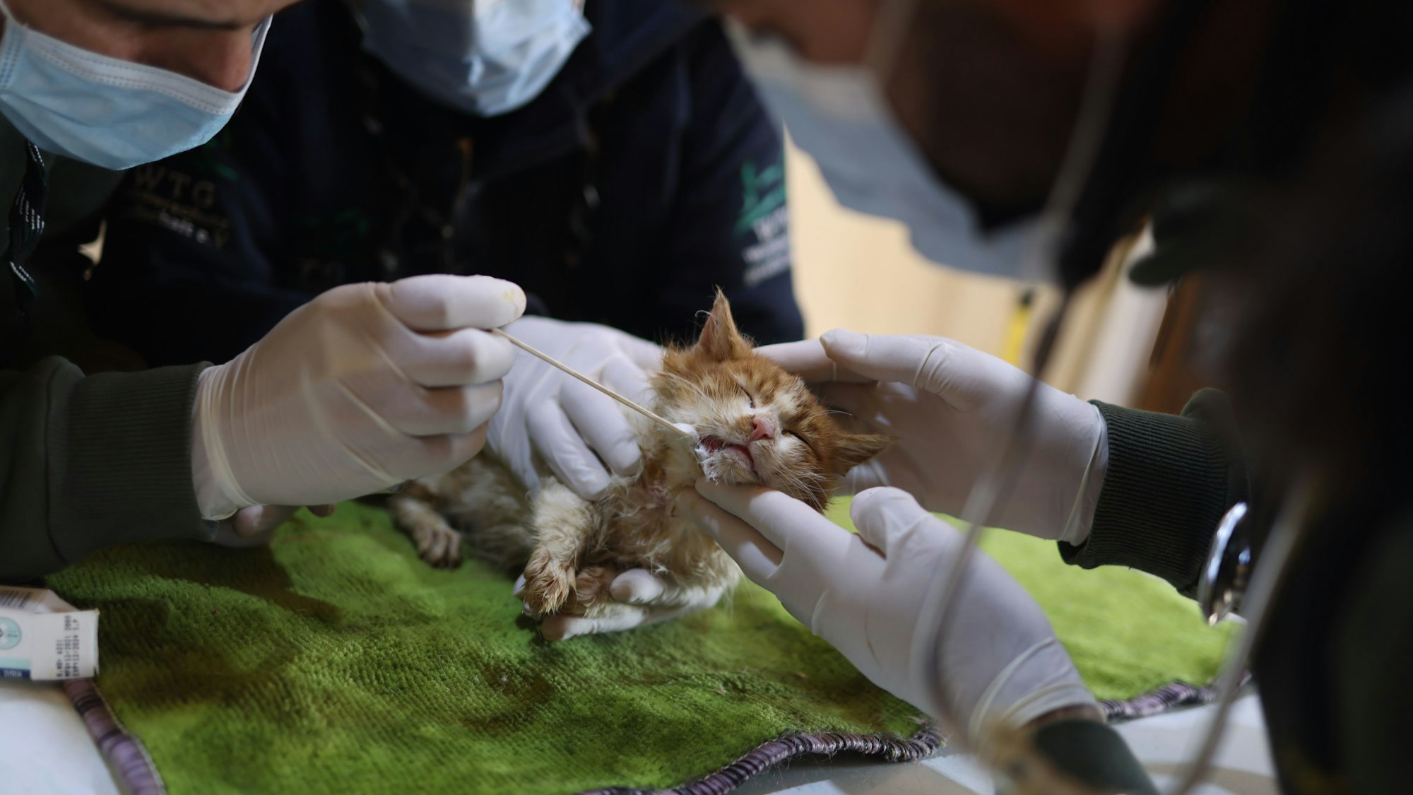 Mitarbeiter von Ernestos Cat Sanctutary betreuen eine Katze, die Organisation in den Trümmern eines Hauses gefunden hat, medizinisch.