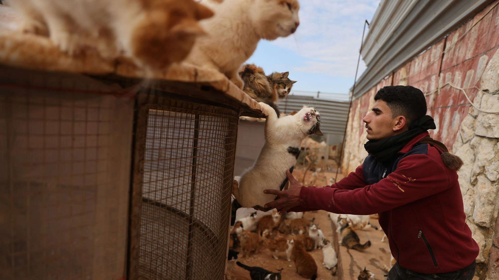 Ein Mitarbeiter von Ernestos Cat Sanctutary spielt mit einigen der rund 2000 Katzen, die die Organisation in Idlib beherbergt.
