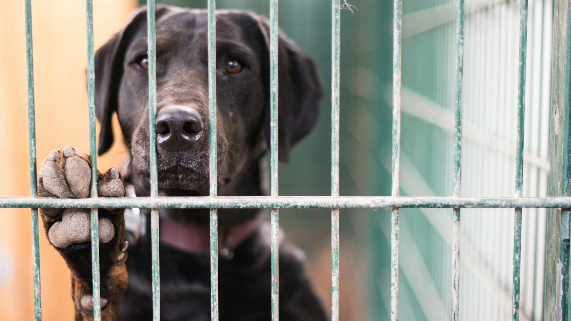Ein Hund steht in seinem Zwinger im Tierheim am Gitter.