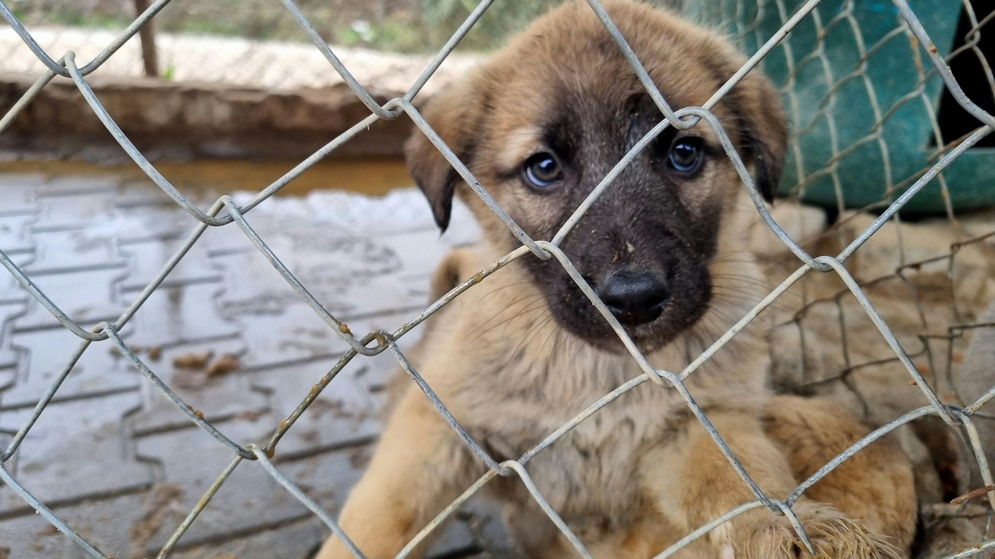 Ein aus dem Erdbebengebiet geretteter Hunde-Welpe sitzt im Käfig in der Angels Farm.