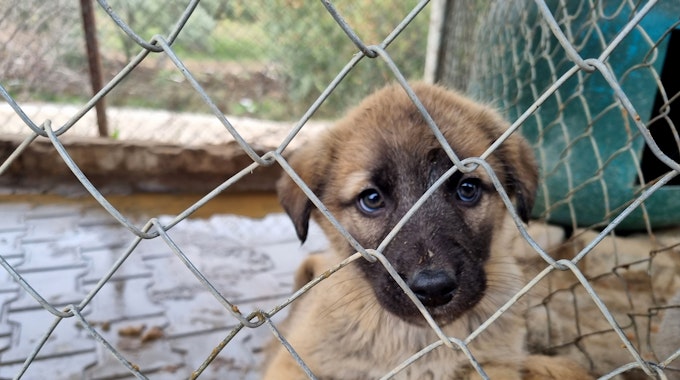 Ein aus dem Erdbebengebiet geretteter Hunde-Welpe sitzt im Käfig in der Angels Farm.