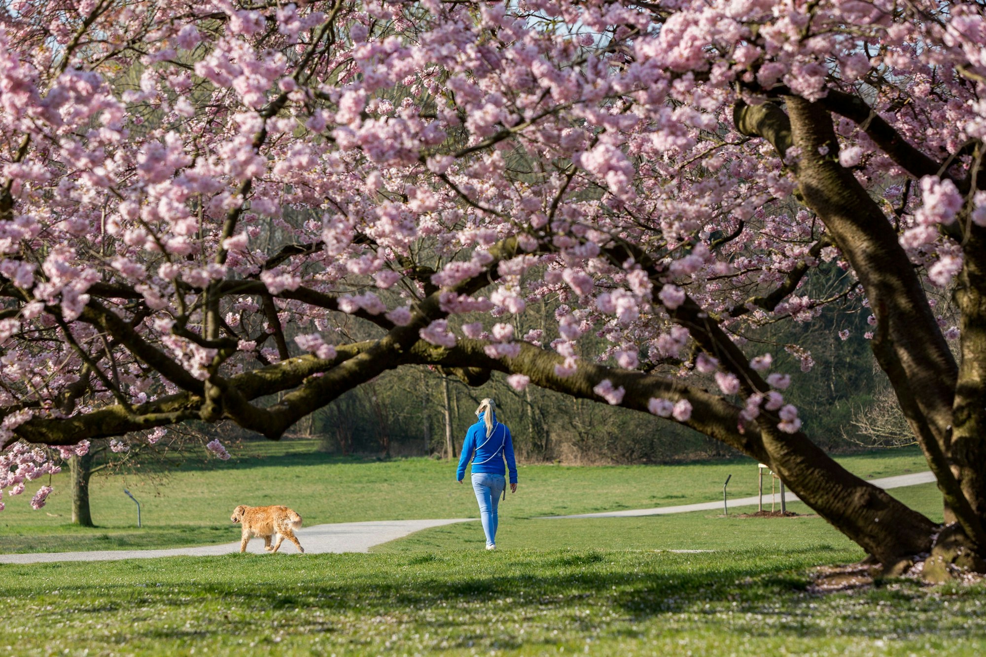 Eine Spaziergängerin mit Hund spaziert unter Kirschbäumen in einem Park.











