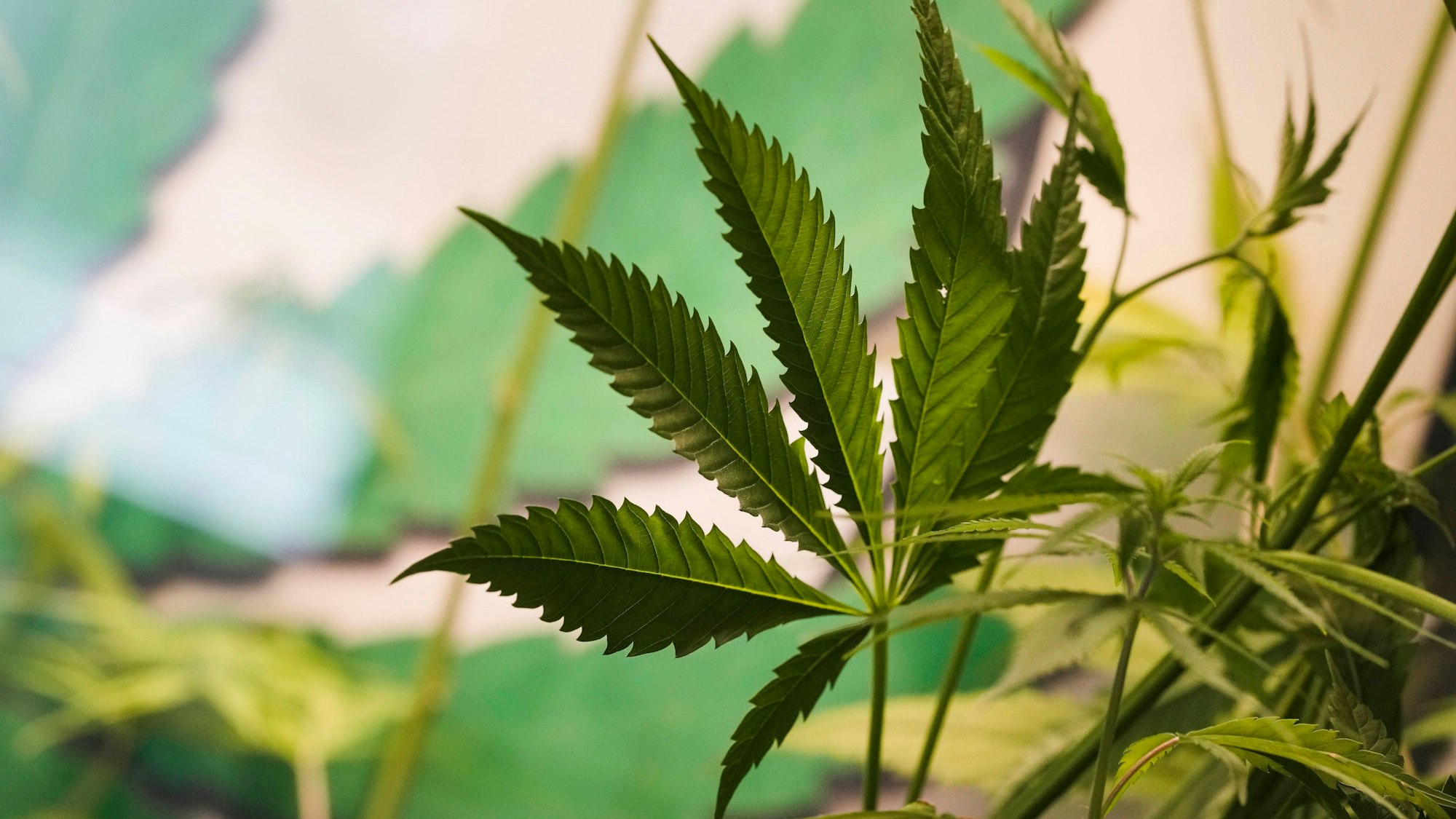 Cannabis wird rechtlich nicht mehr als illegales Betäubungsmittel eingestuft.
