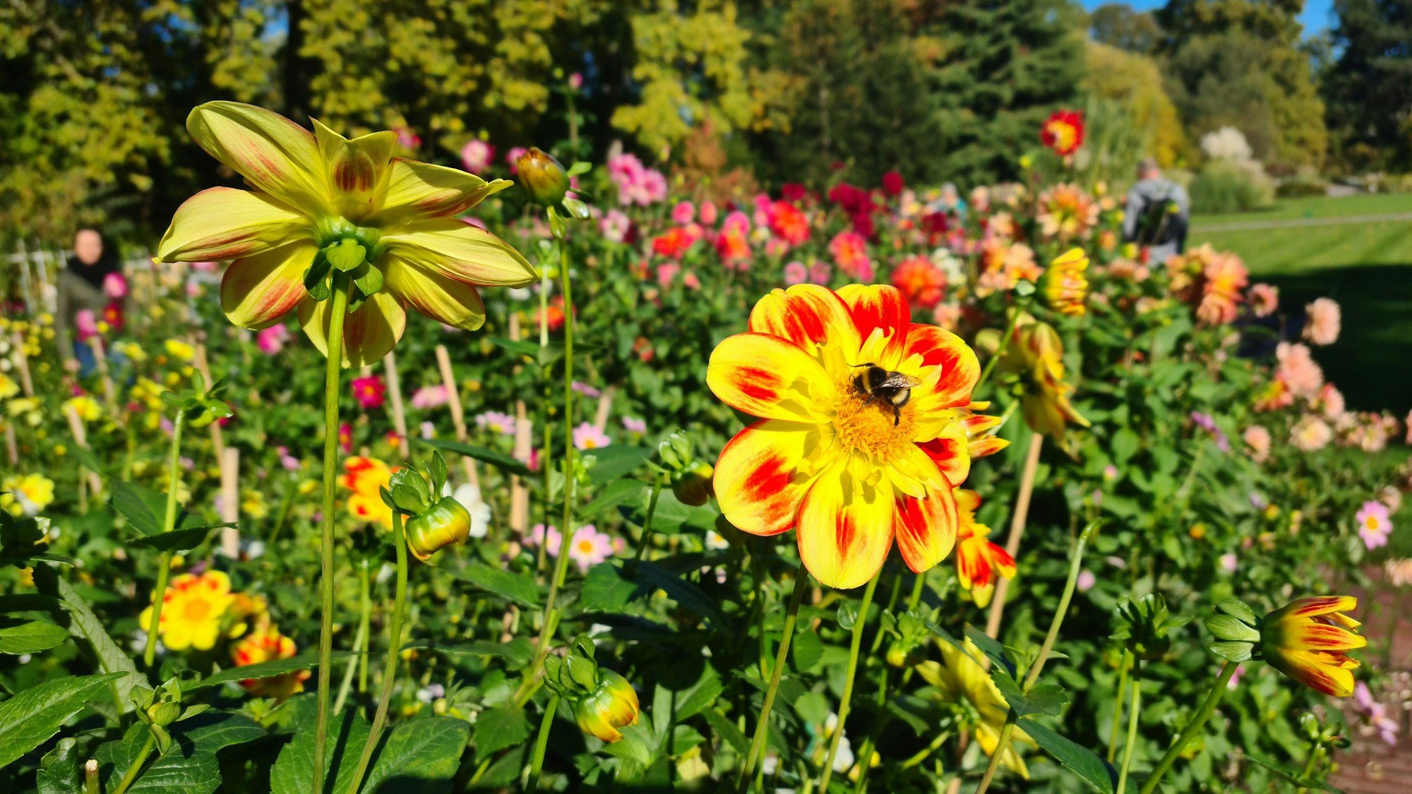 Dahlien blühen gelb-rot in der Kölner Flora