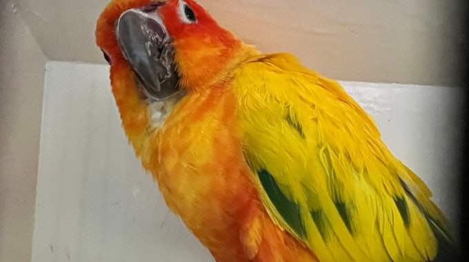 Ein orange-roter Vogel mit grünen Flecken an den Flügelfedern schaut in die Kamera.
