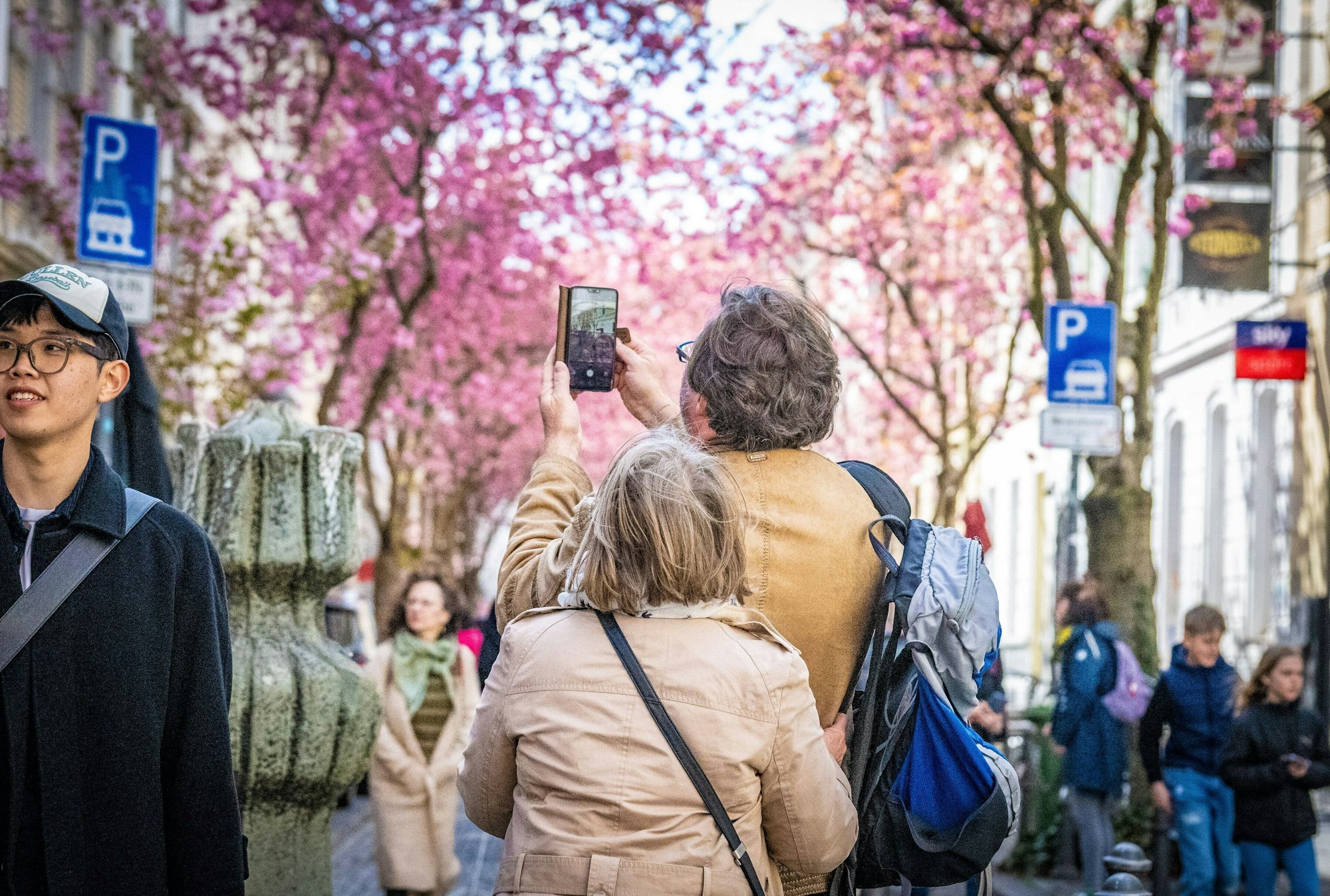 Die Kirschblüte in der Bonner Altstadt beginnt