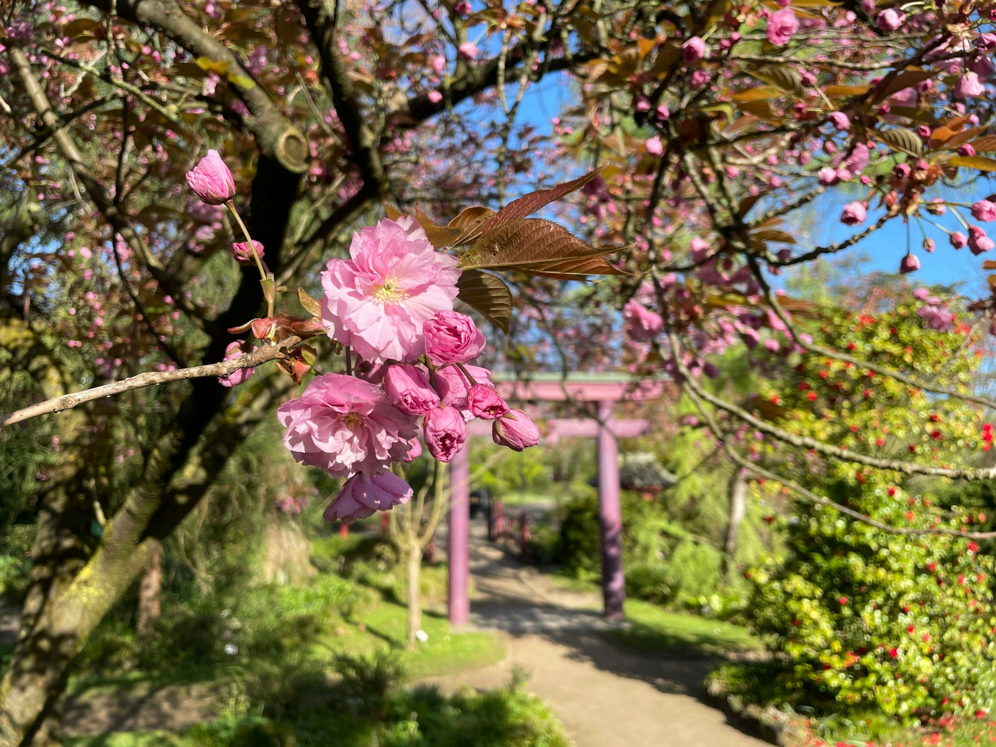 Zierkirschenblüten im japanischen Garten Leverkusen