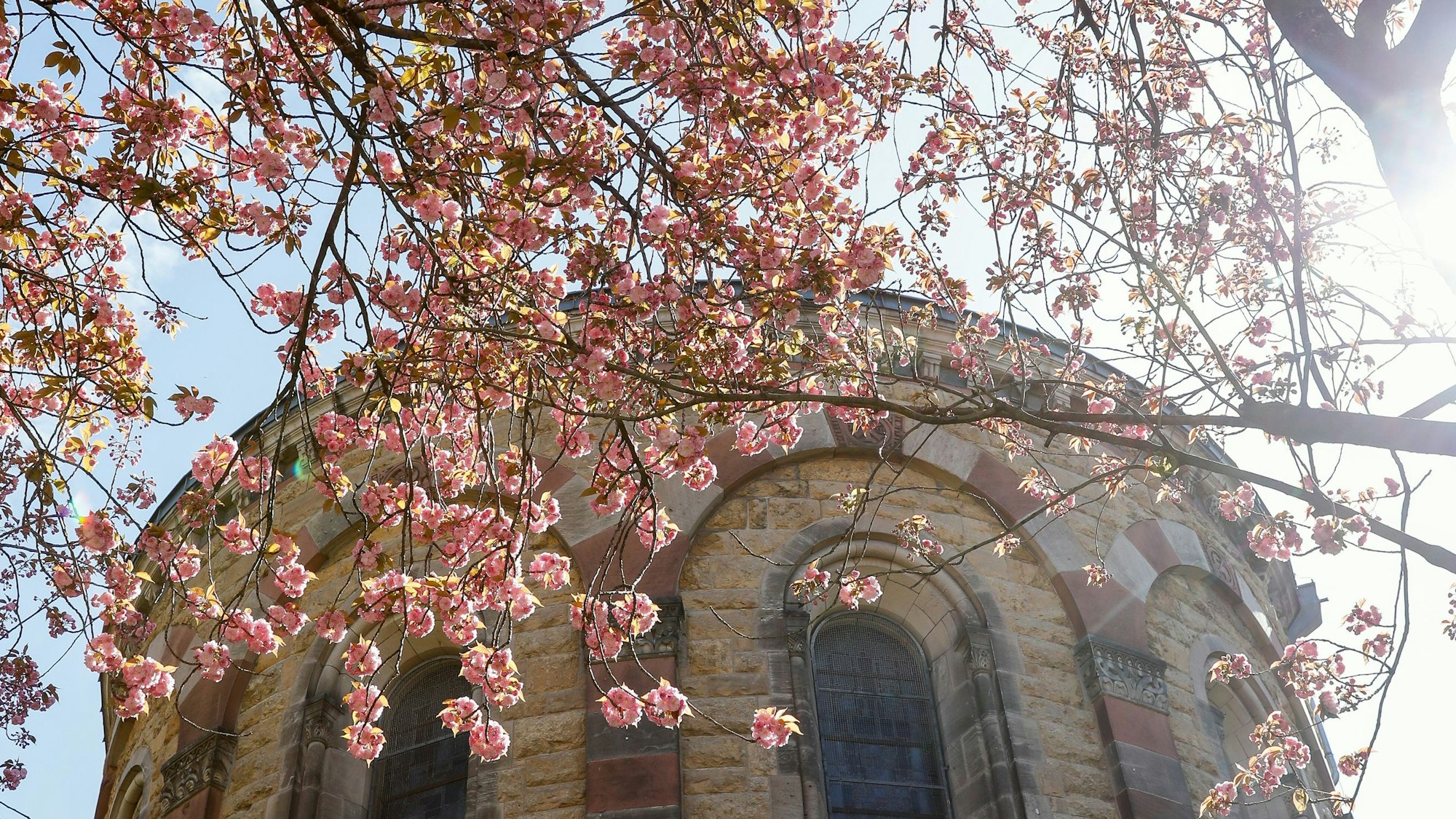 Kirschblüte vor einem Kirchturm