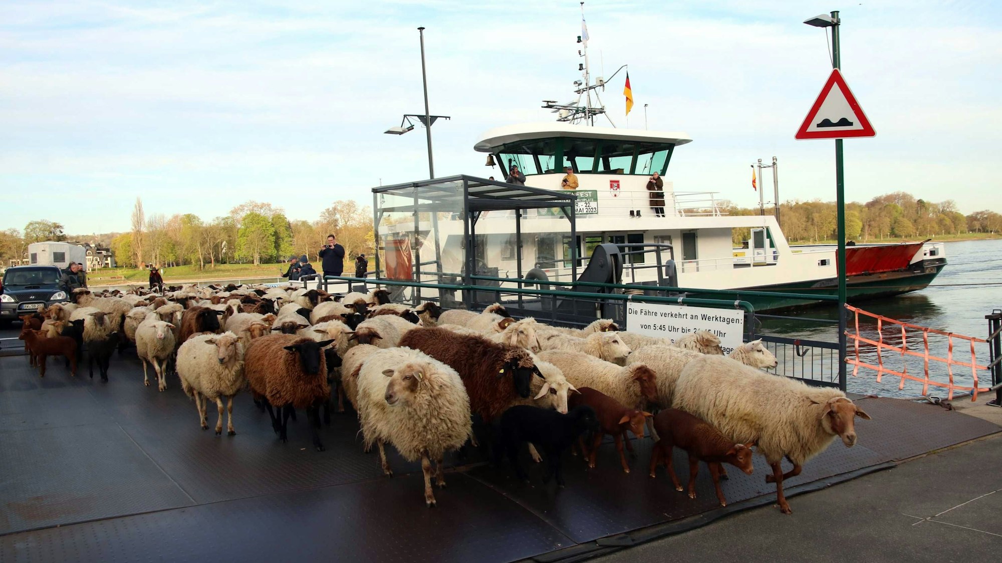Schafe und Ziegen verlassen in Königswinter die Rheinfähre.