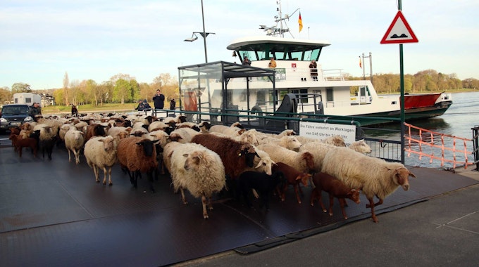 Schafe und Ziegen verlassen in Königswinter die Rheinfähre.
