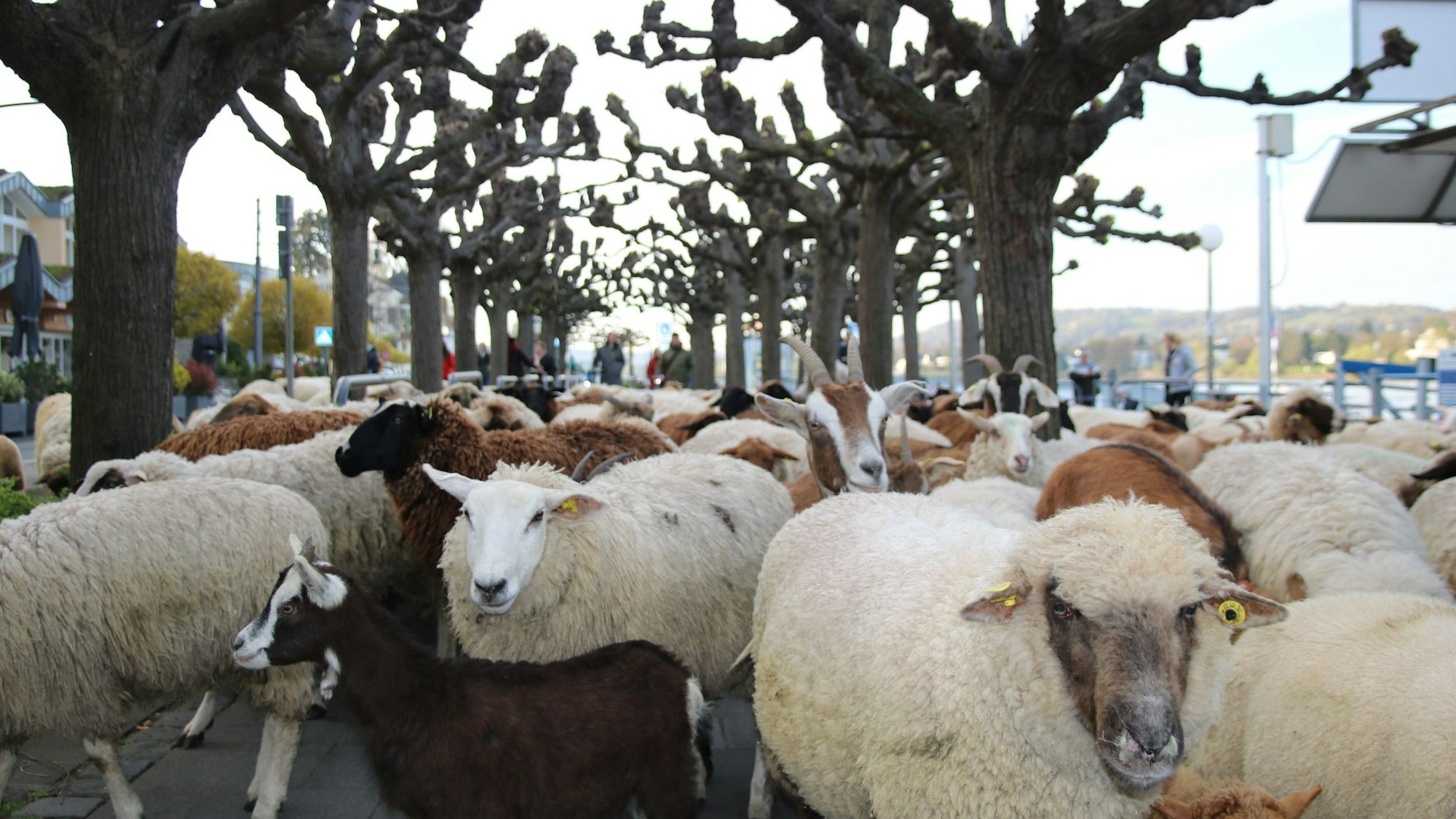 Schafe und Ziegen stehen mitten auf der Rheinpromenade zwischen den Bäumen.