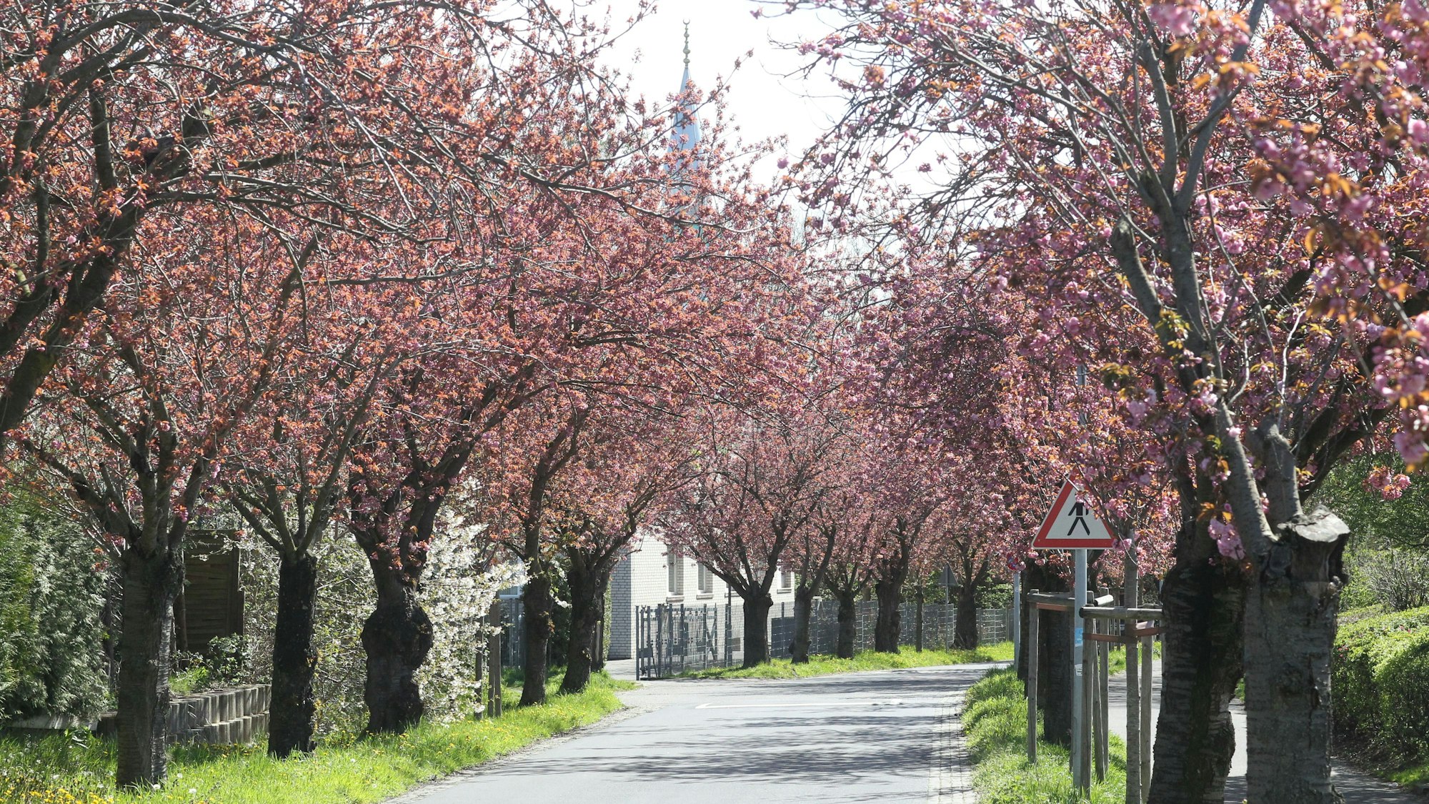 Fast in voller Pracht blüht derzeit die Kirschbüten-Bäume in der Kirschblüte Premnitzer Straße in Niederkasel Lülsdorf-Ranzel.