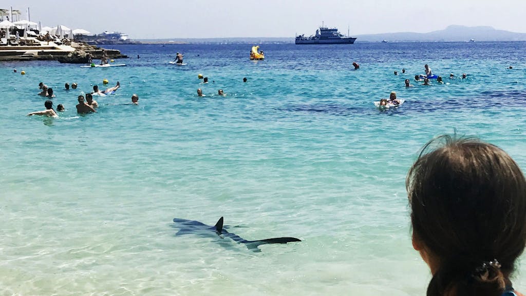 Ein Hai schwimmt in Palma de Mallorca am Illetes Strand im Wasser.