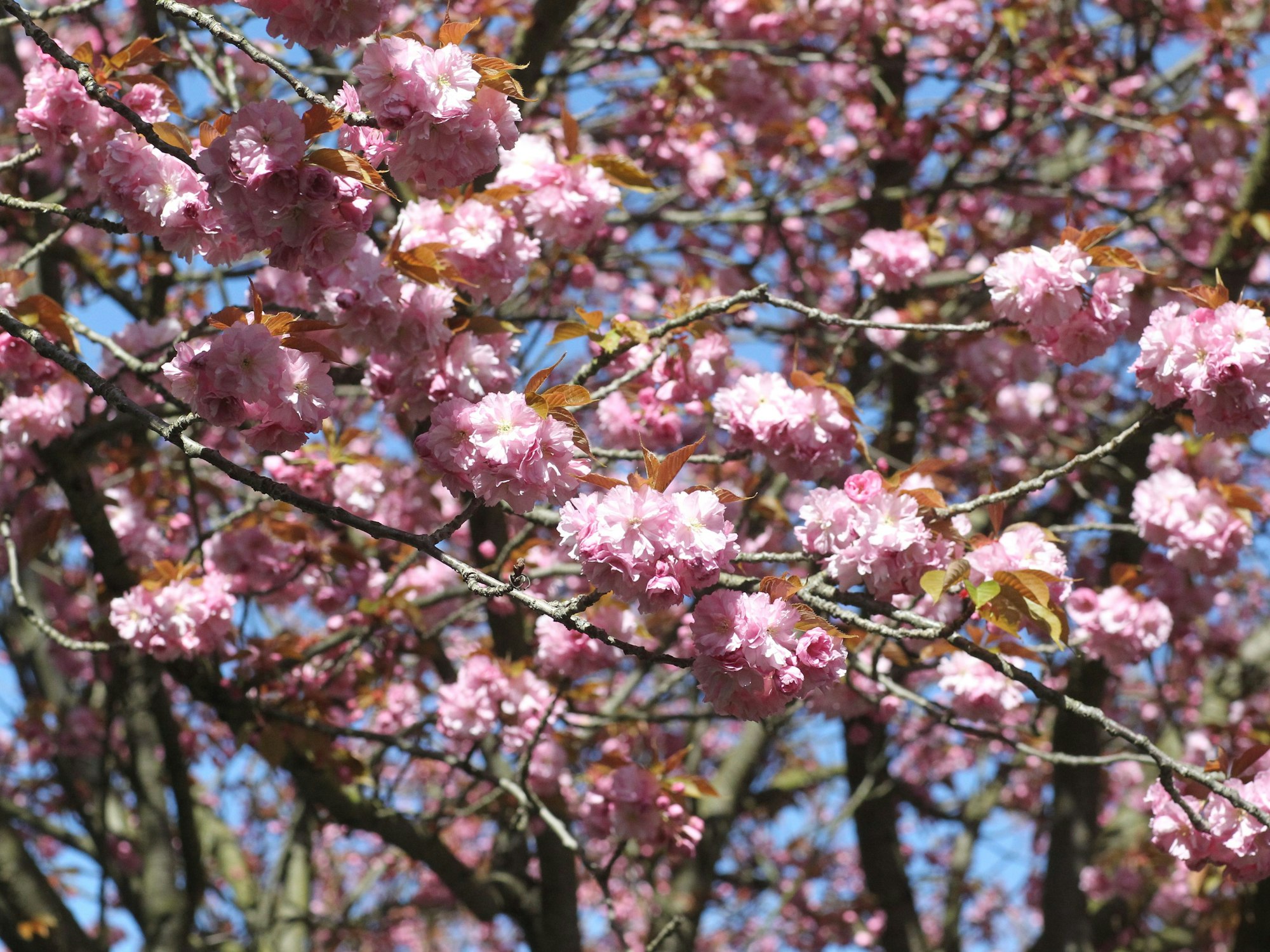 Kirschblüten in der Premnitzer Straße