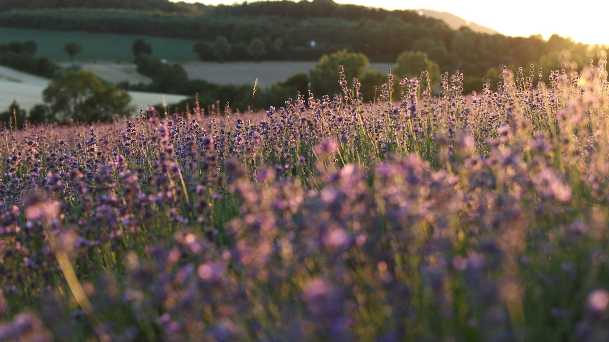 Lavendel-Feld der Landesgartenschau in Höxter.