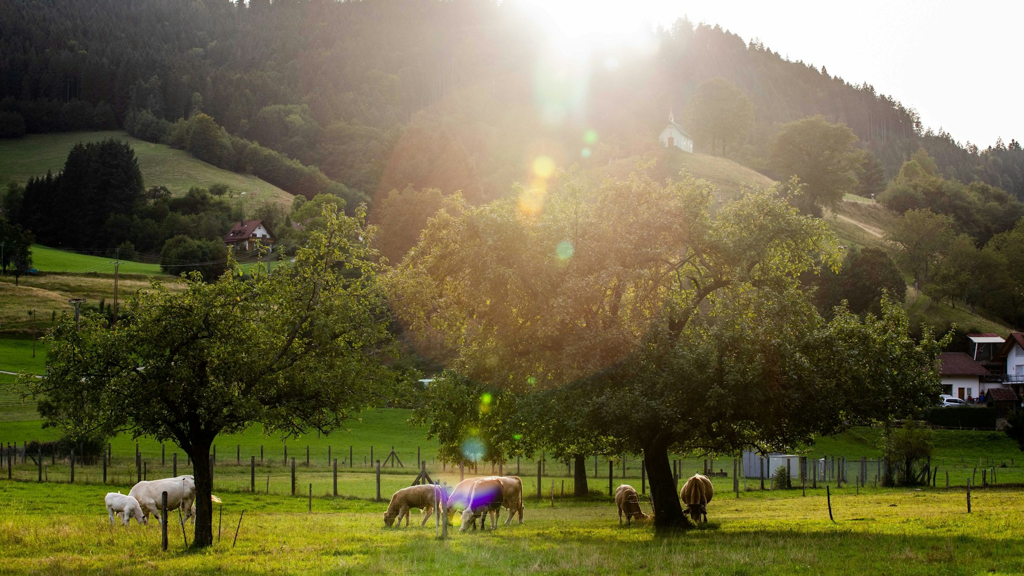 21.08.2019, Baden-Württemberg, Simonswald: Kühe grasen auf einer Weide unterhalb der Kopfkrainkapelle.