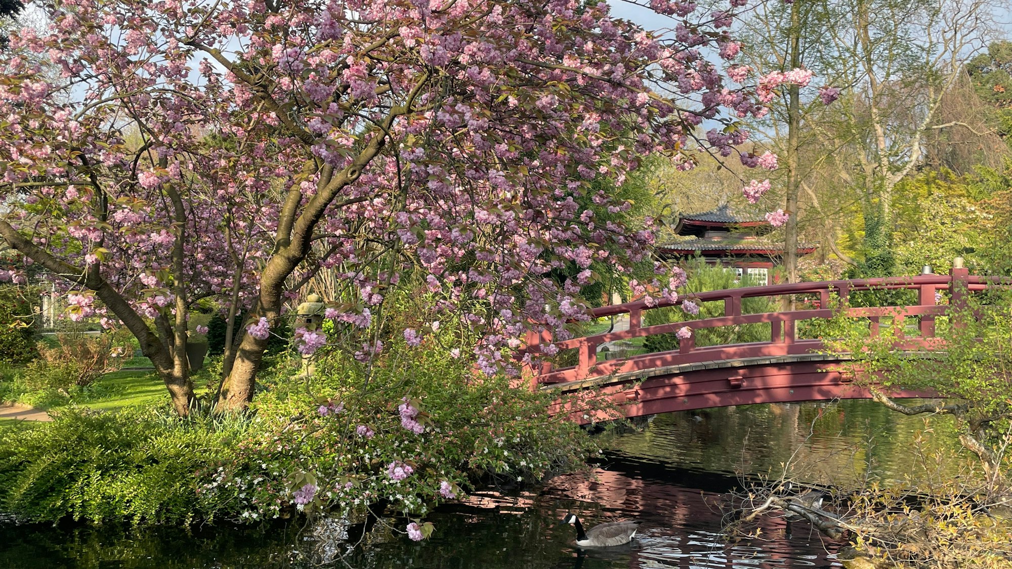 Kirschblüten im Japanischen Garten in Leverkusen.