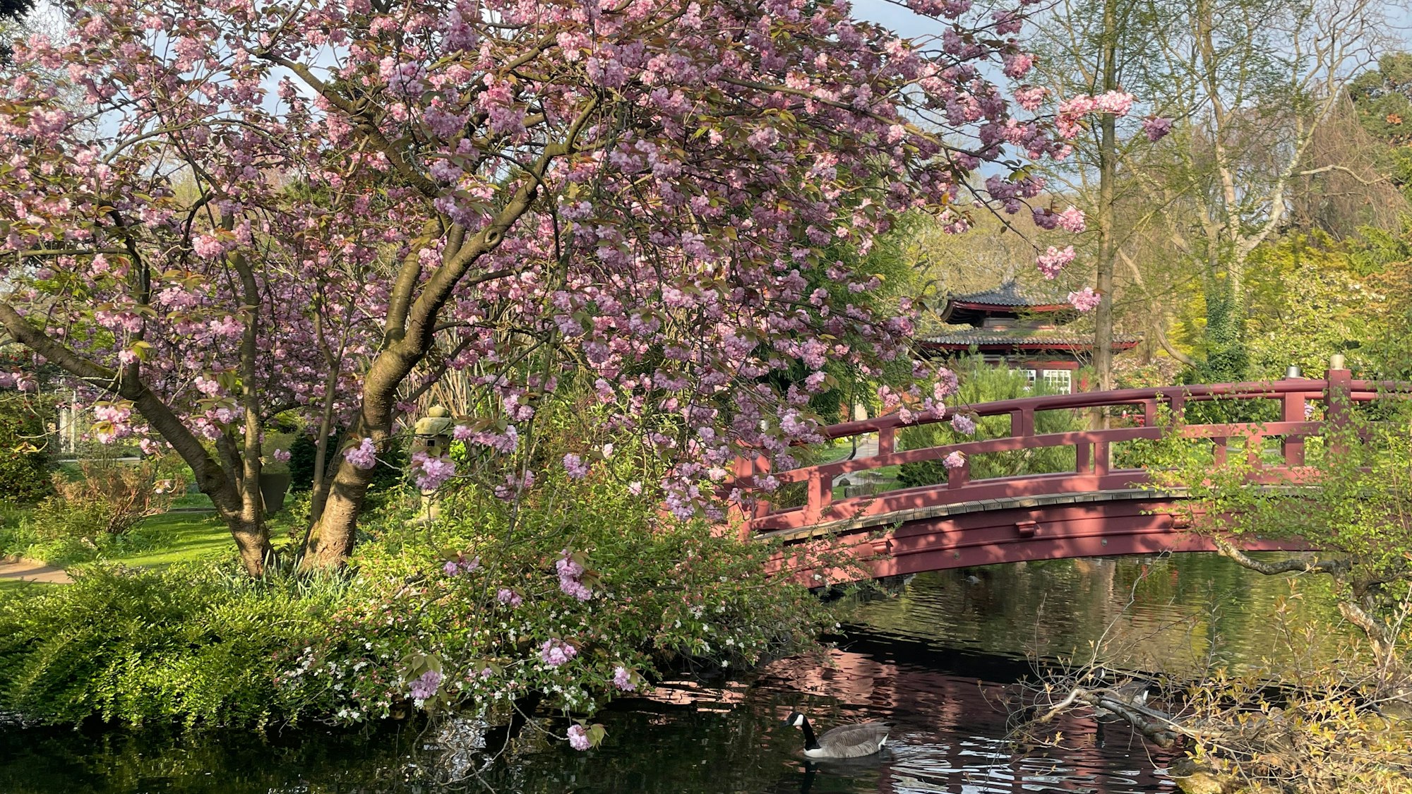 Kirschblüten im Japanischen Garten in Leverkusen