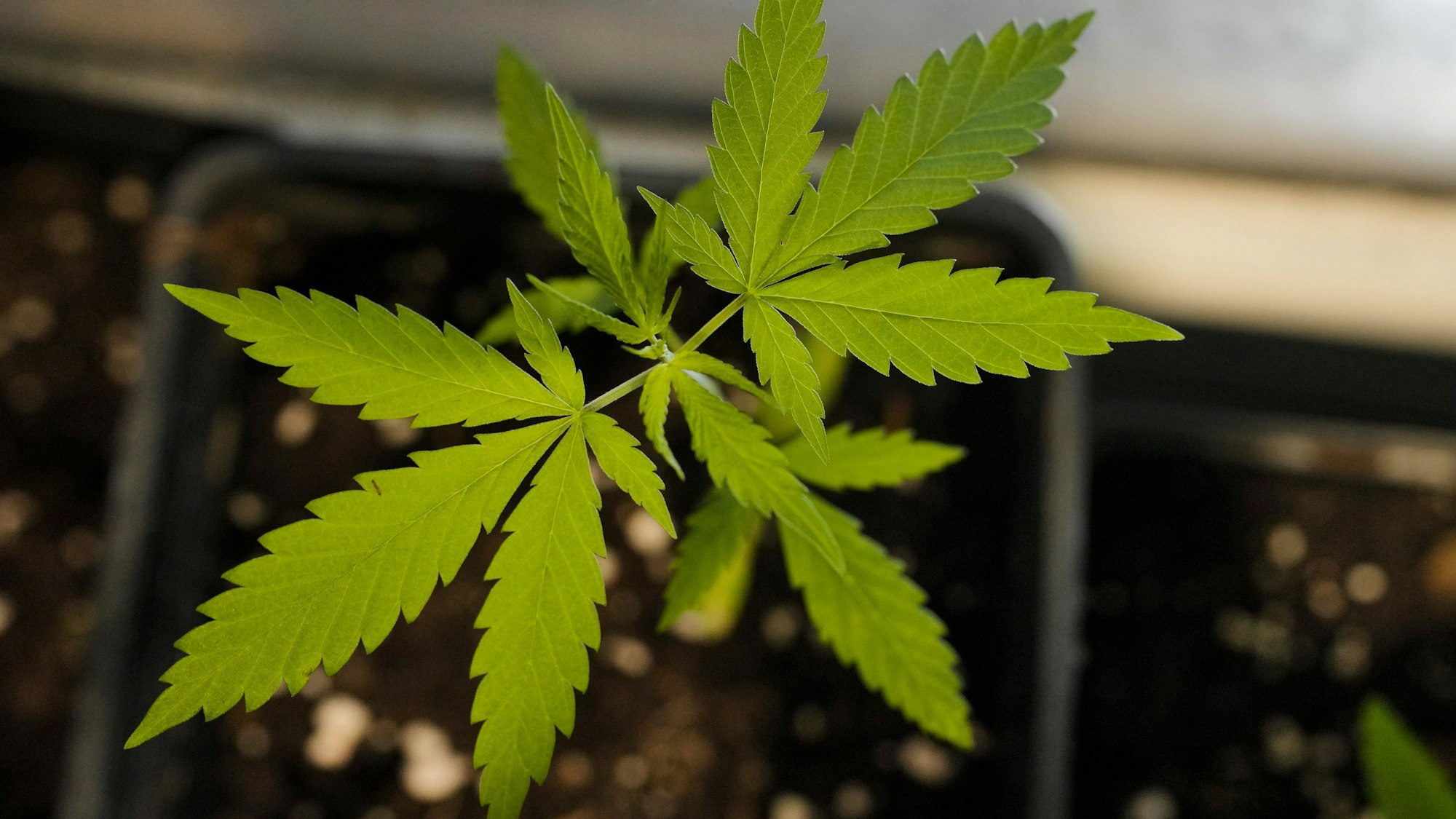 Cannabis-Blätter einer jungen Pflanze von oben.