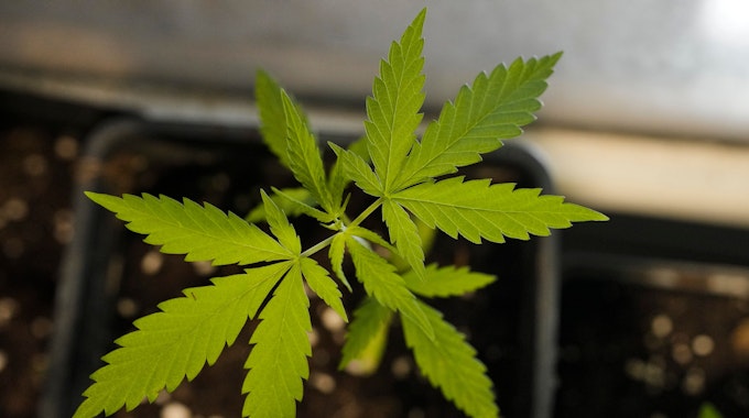 Cannabis-Blätter einer jungen Pflanze von oben.