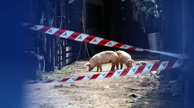 Einige Schweine auf einer Schweinefarm.