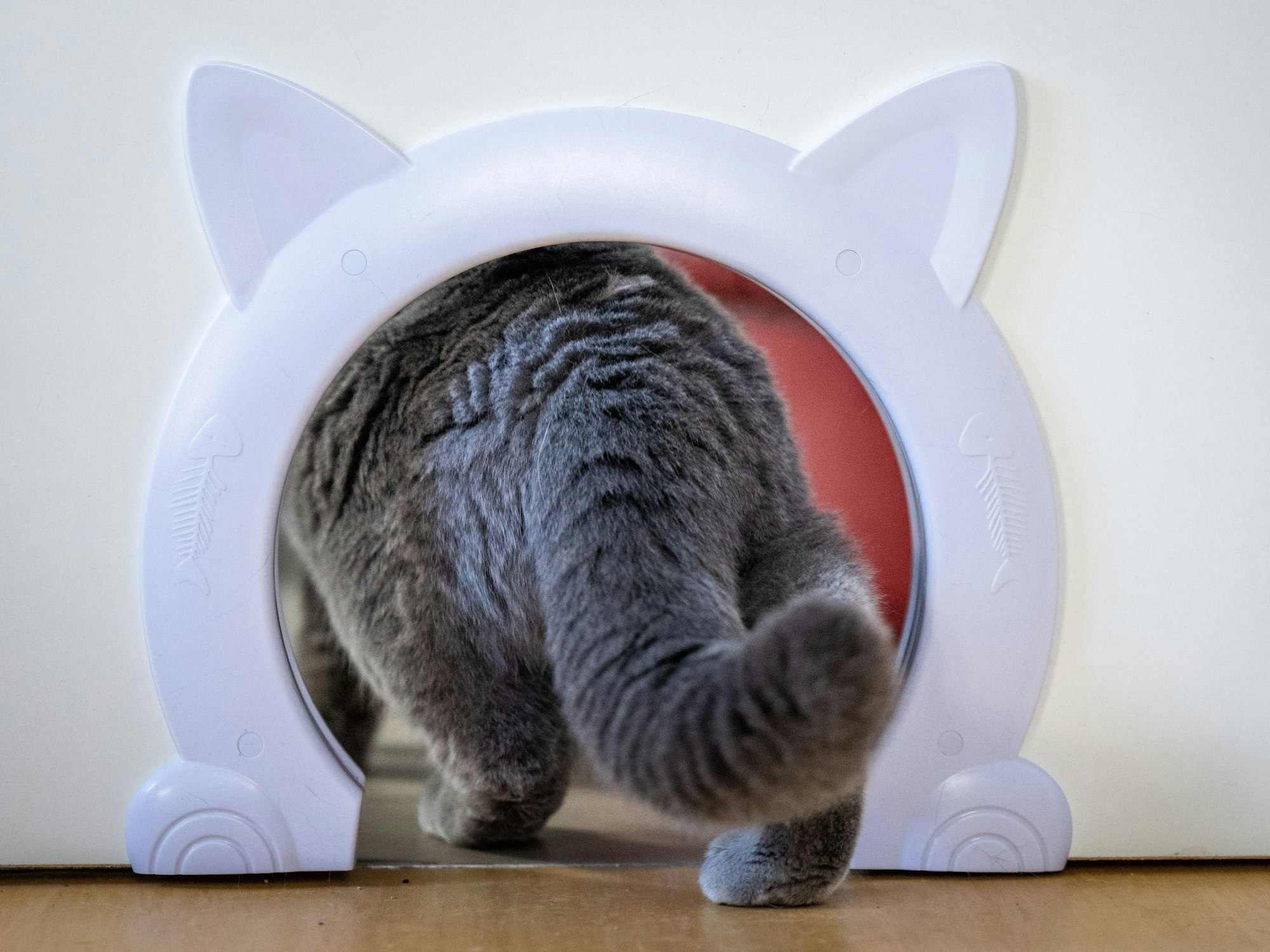 Das Symbolfoto aus dem Jahr 2023 zeigt eine Katze mit grauem Fell, die durch eine kleine Türöffnung in Katzenkopf-Form läuft.