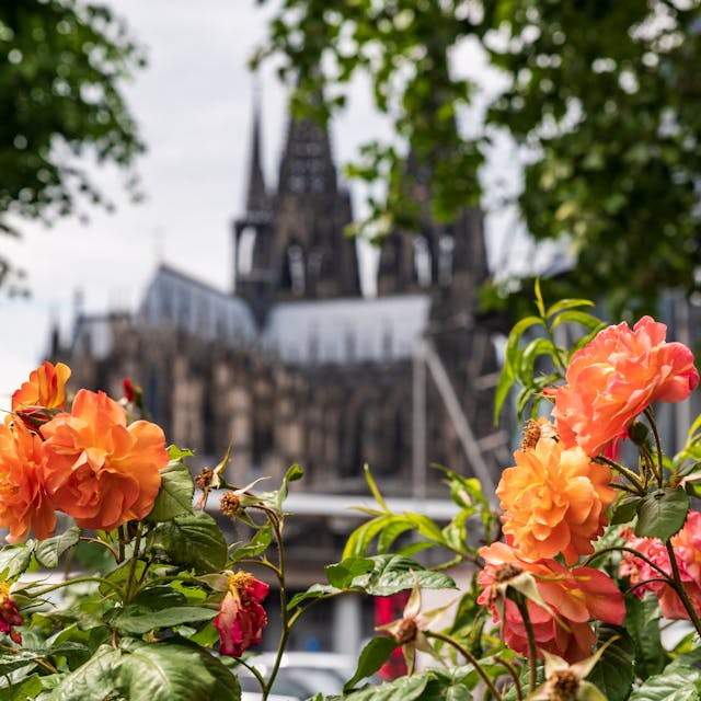 Auf dem Bild sind Blüten an der Rheinuferstraße und im Hintergrund der Kölner Dom zu sehen.
