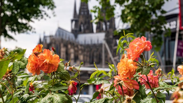 Blumen, im Hintergrund der Kölner Dom
