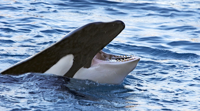 Ein Orca taucht mit offenem Maul aus dem Meer auf.
