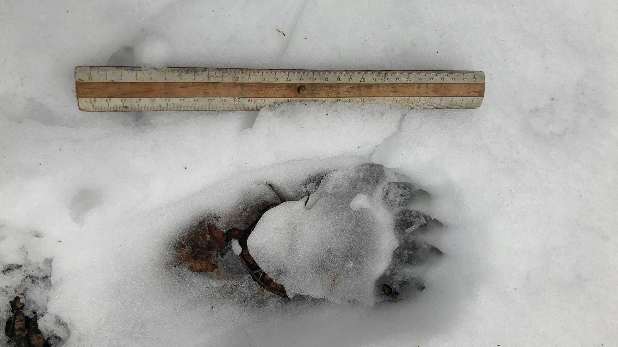Die Spur eines Braunbären im Schnee im oberbayerischen Landkreis Miesbach. Immer wieder gibt es Hinweise auf das Exemplar, das derzeit durch Bayern zieht. Gesichtet wurde es noch nicht.